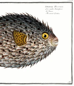 Affiche sur le poisson-hérisson, d’après une gravure ancienne de 1746.