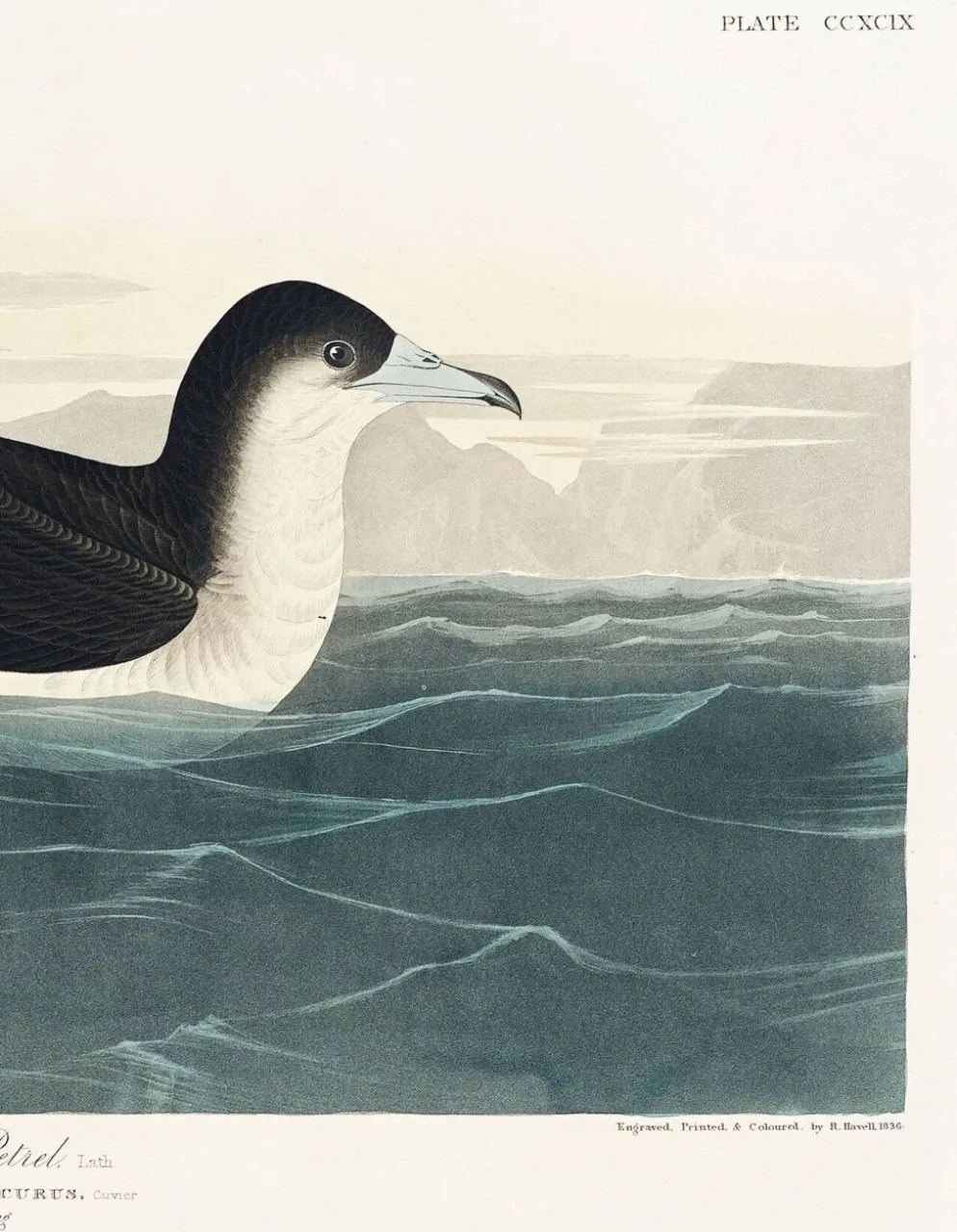 Affiche sur le Puffin obscur, d’après une gravure ancienne de 1827.