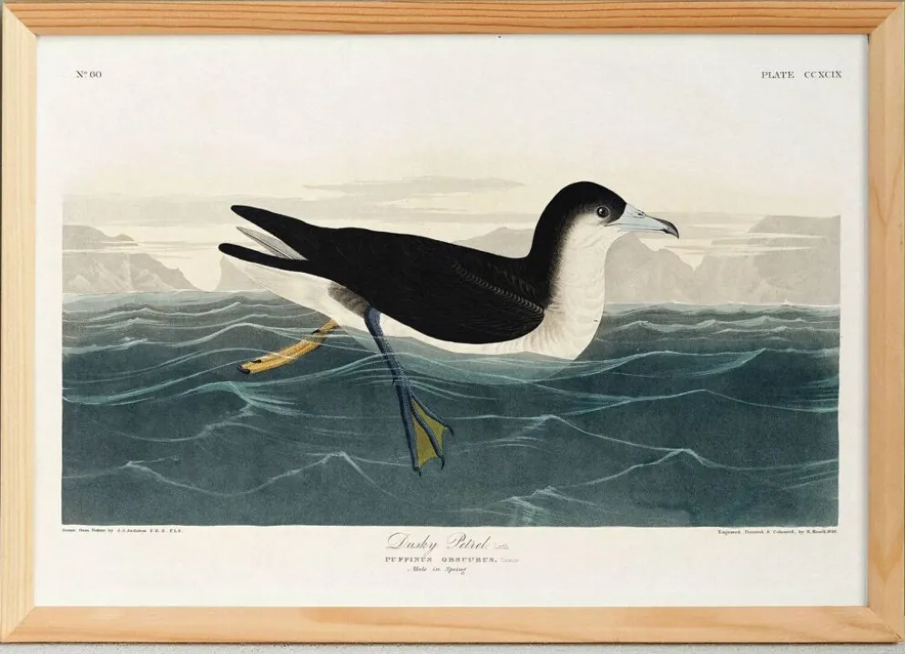 Affiche sur le Puffin obscur, d’après une gravure ancienne de 1827.