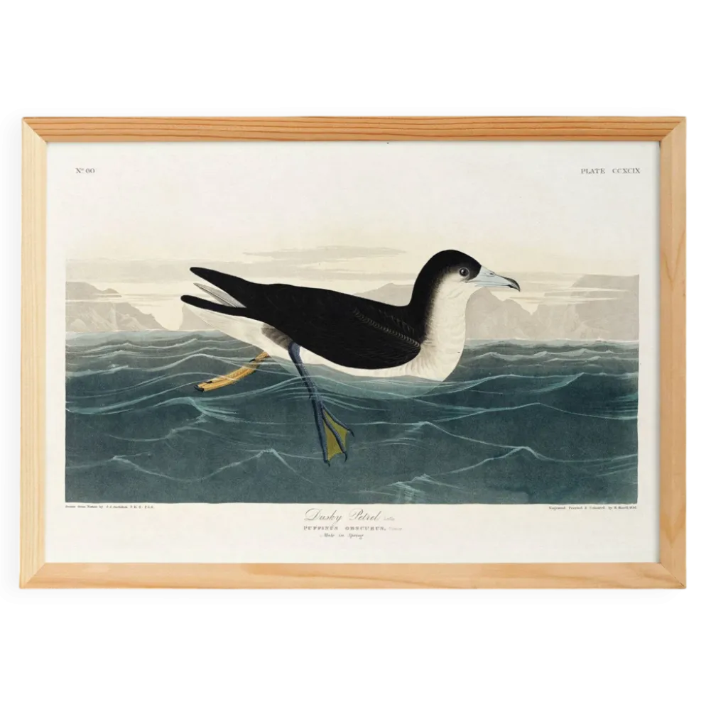 Affiche sur le Puffin obscur, d’après une gravure ancienne de 1827.