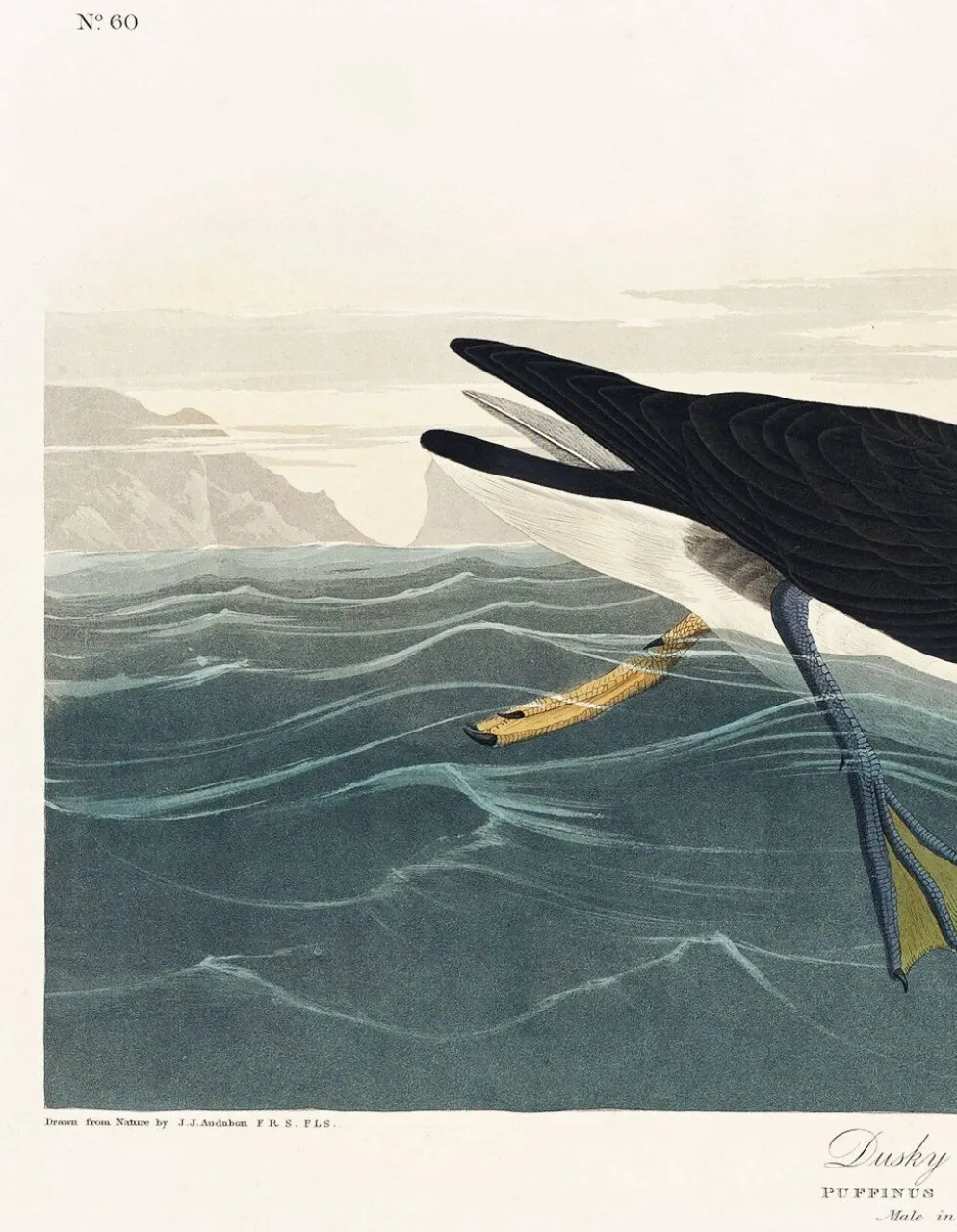 Affiche sur le Puffin obscur, d’après une gravure ancienne de 1827.