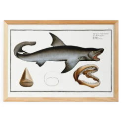 Affiche sur le requin blanc, d’après une gravure ancienne de 1746.