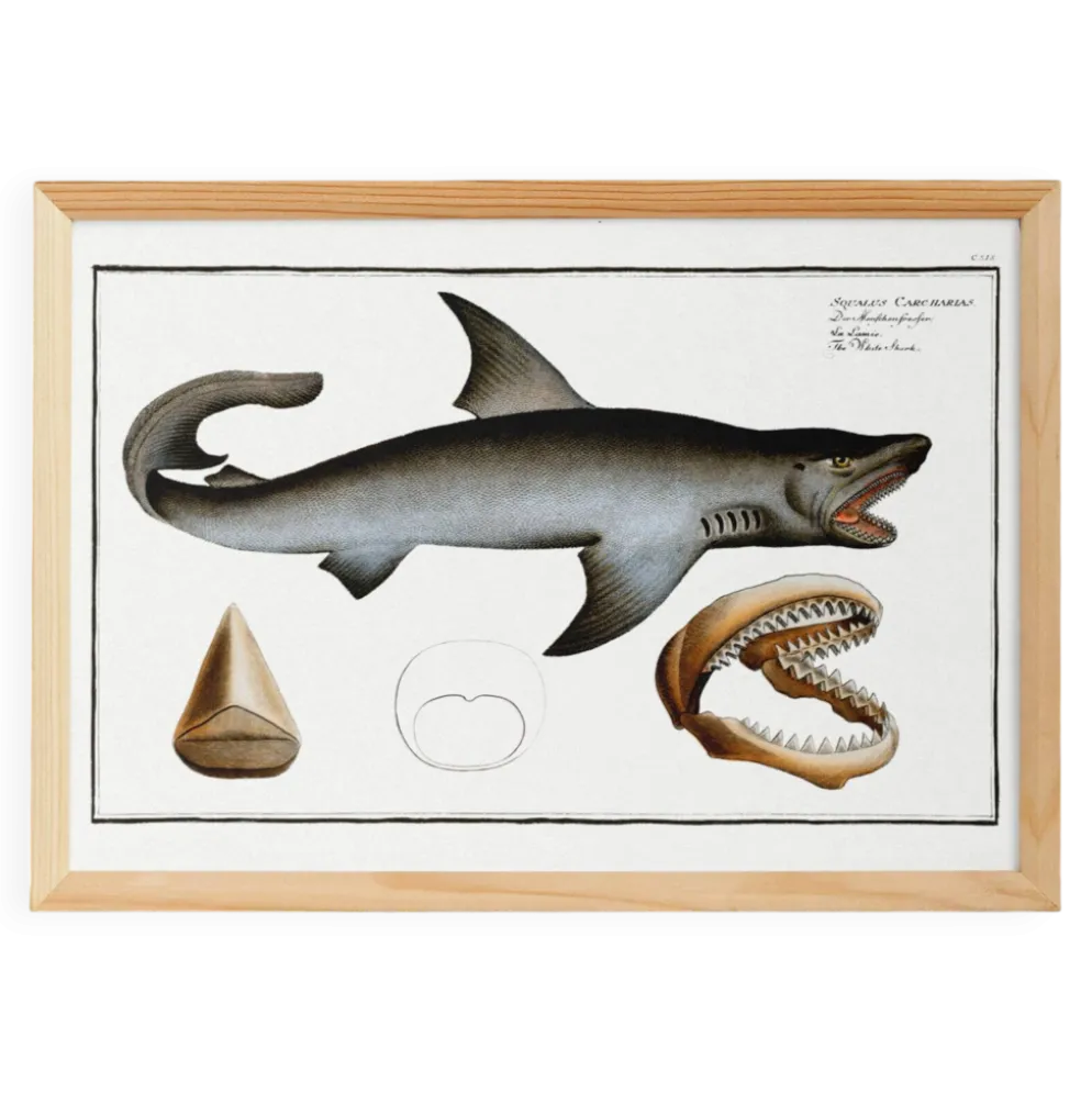 Affiche sur le requin blanc, d’après une gravure ancienne de 1746.