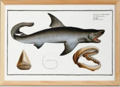 Affiche sur le requin blanc, d’après une gravure ancienne de 1746.