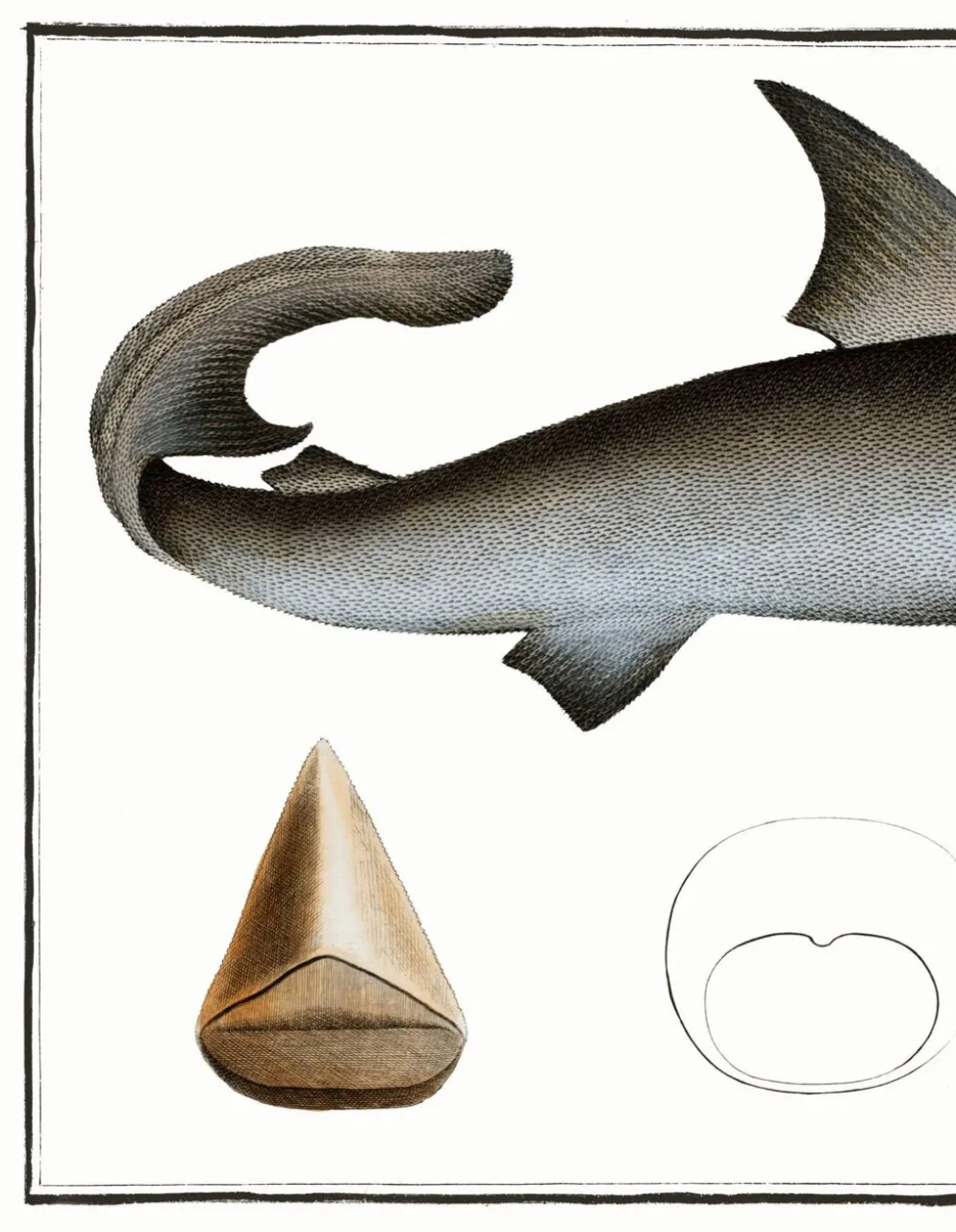 Affiche sur le requin blanc, d’après une gravure ancienne de 1746.