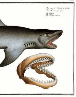 Affiche sur le requin blanc, d’après une gravure ancienne de 1746.