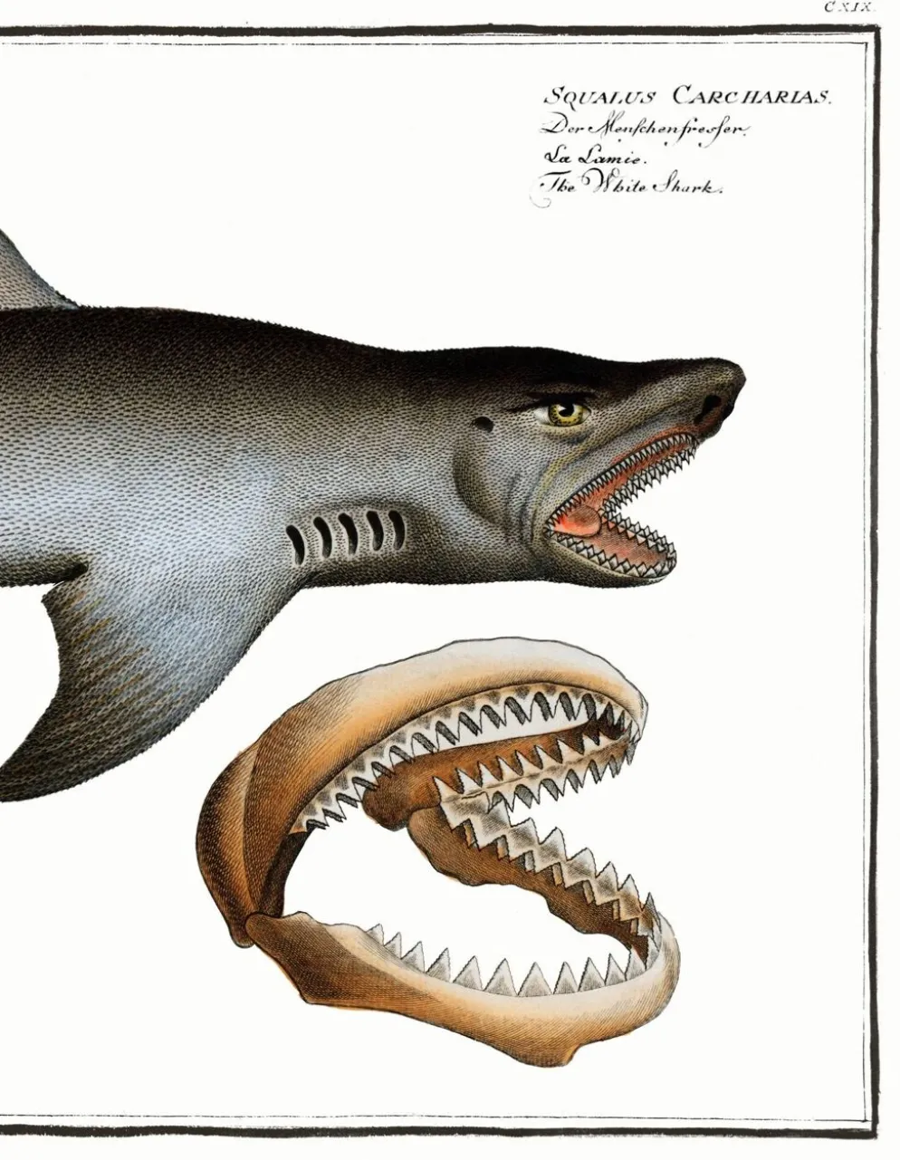 Affiche sur le requin blanc, d’après une gravure ancienne de 1746.