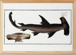 Affiche sur le requin-marteau, poisson, d’après une gravure ancienne