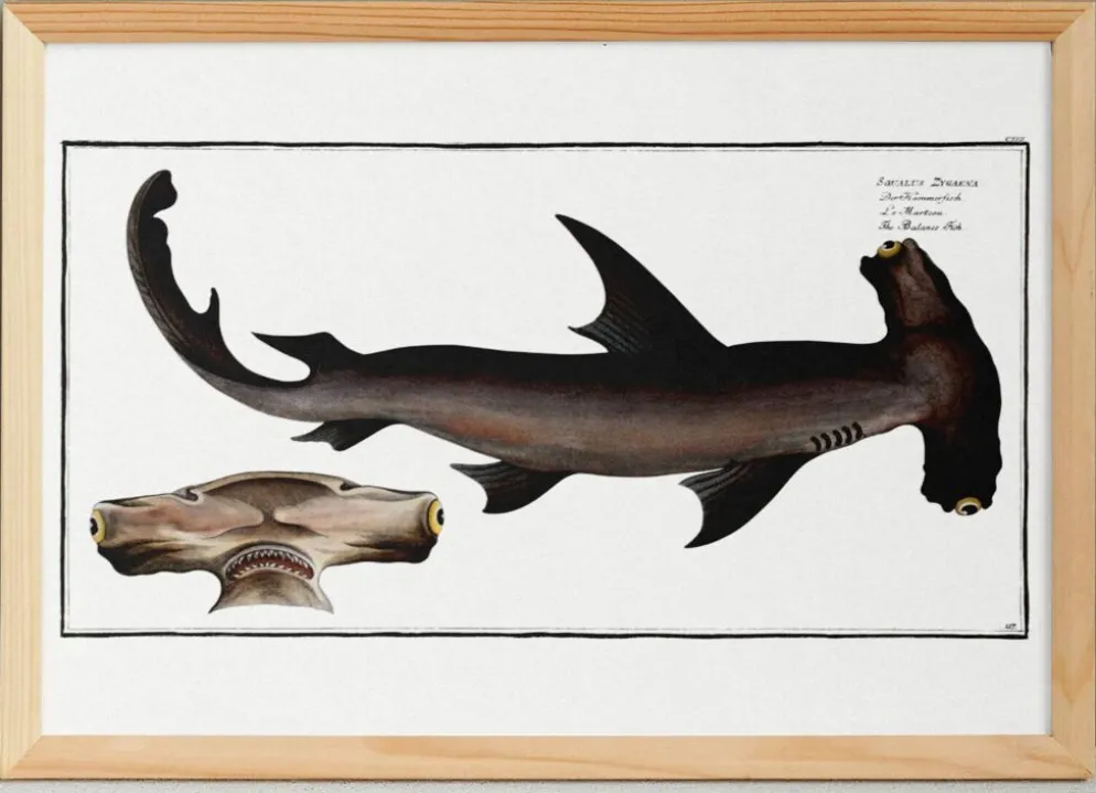 Affiche sur le requin-marteau, poisson, d’après une gravure ancienne