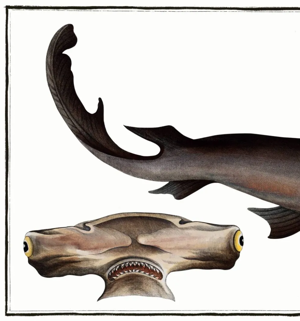 Affiche sur le requin-marteau, poisson, d’après une gravure ancienne