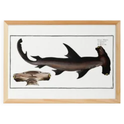 Affiche sur le requin-marteau, poisson, d’après une gravure ancienne