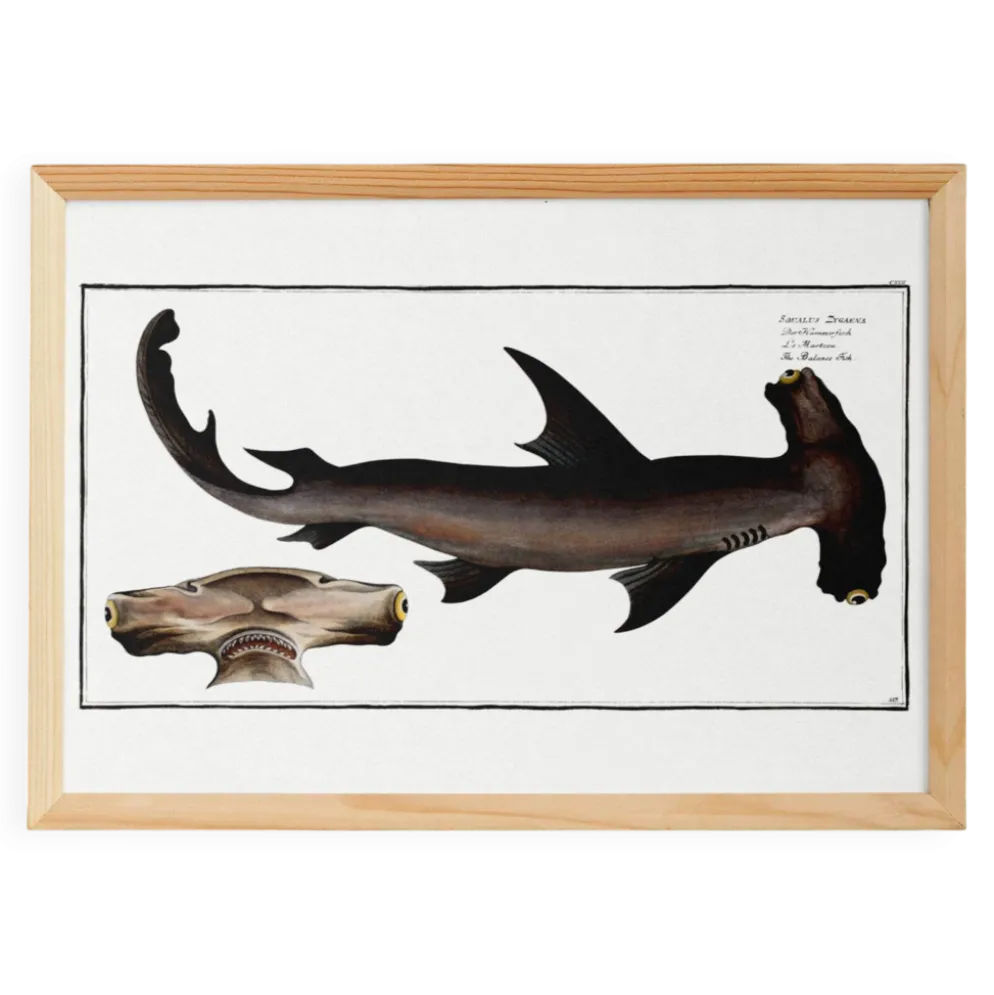 Affiche sur le requin-marteau, poisson, d’après une gravure ancienne