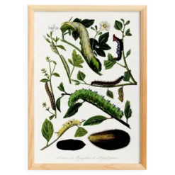 Affiche sur les chenilles, d’après une gravure ancienne de 1842.