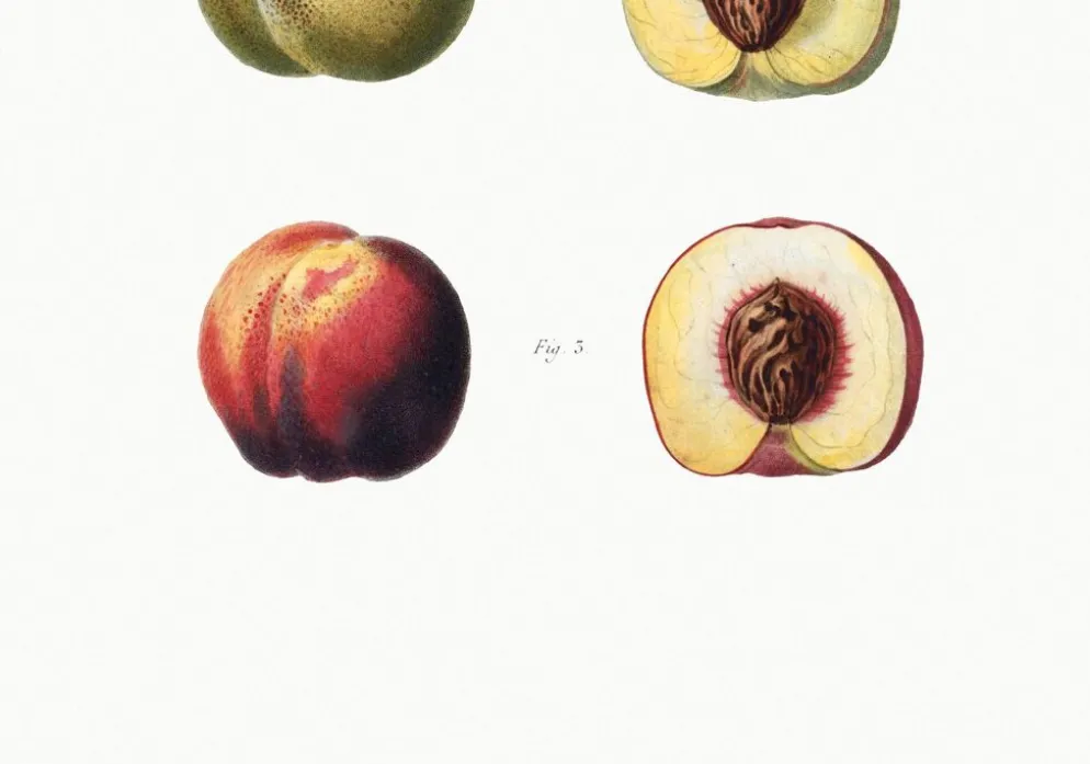 Affiche sur les pêches, d’après une gravure ancienne de 1802