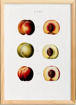 Affiche sur les pêches, d’après une gravure ancienne de 1802