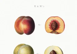 Affiche sur les pêches, d’après une gravure ancienne de 1802