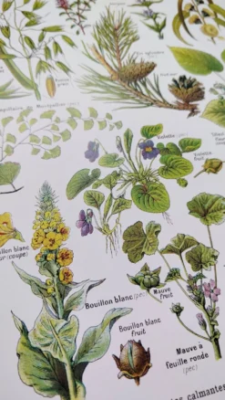 Affiche sur les plantes calmantes, d'après une lithographie de 1928
