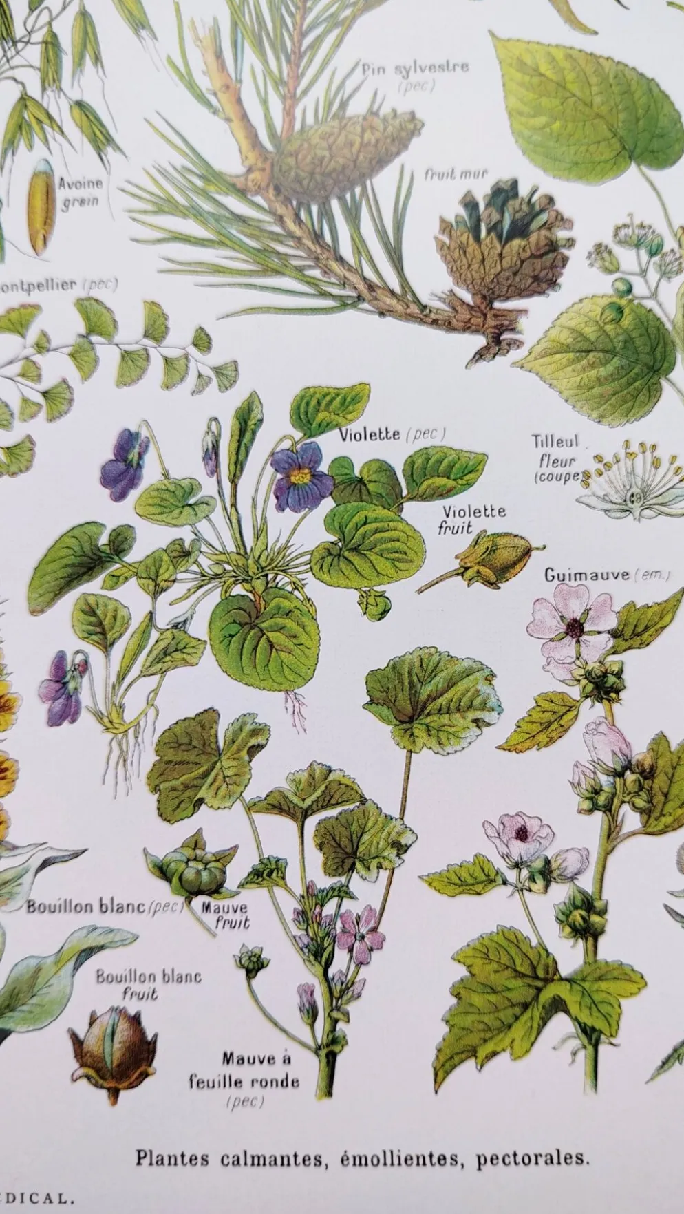 Affiche sur les plantes calmantes, d'après une lithographie de 1928