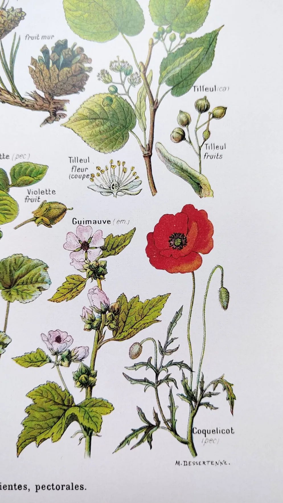 Affiche sur les plantes calmantes, d'après une lithographie de 1928