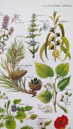 Affiche sur les plantes calmantes, d'après une lithographie de 1928