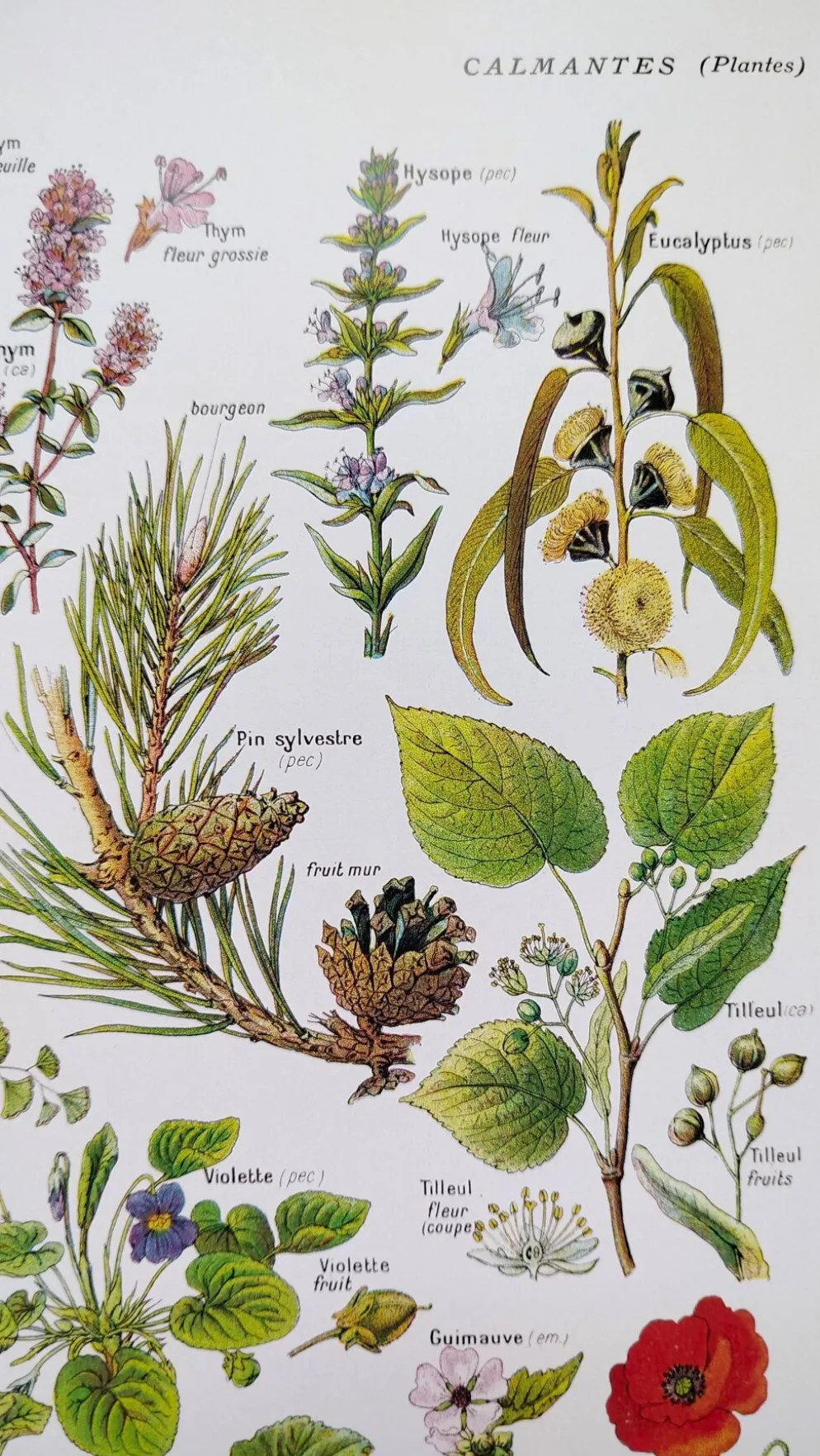 Affiche sur les plantes calmantes, d'après une lithographie de 1928