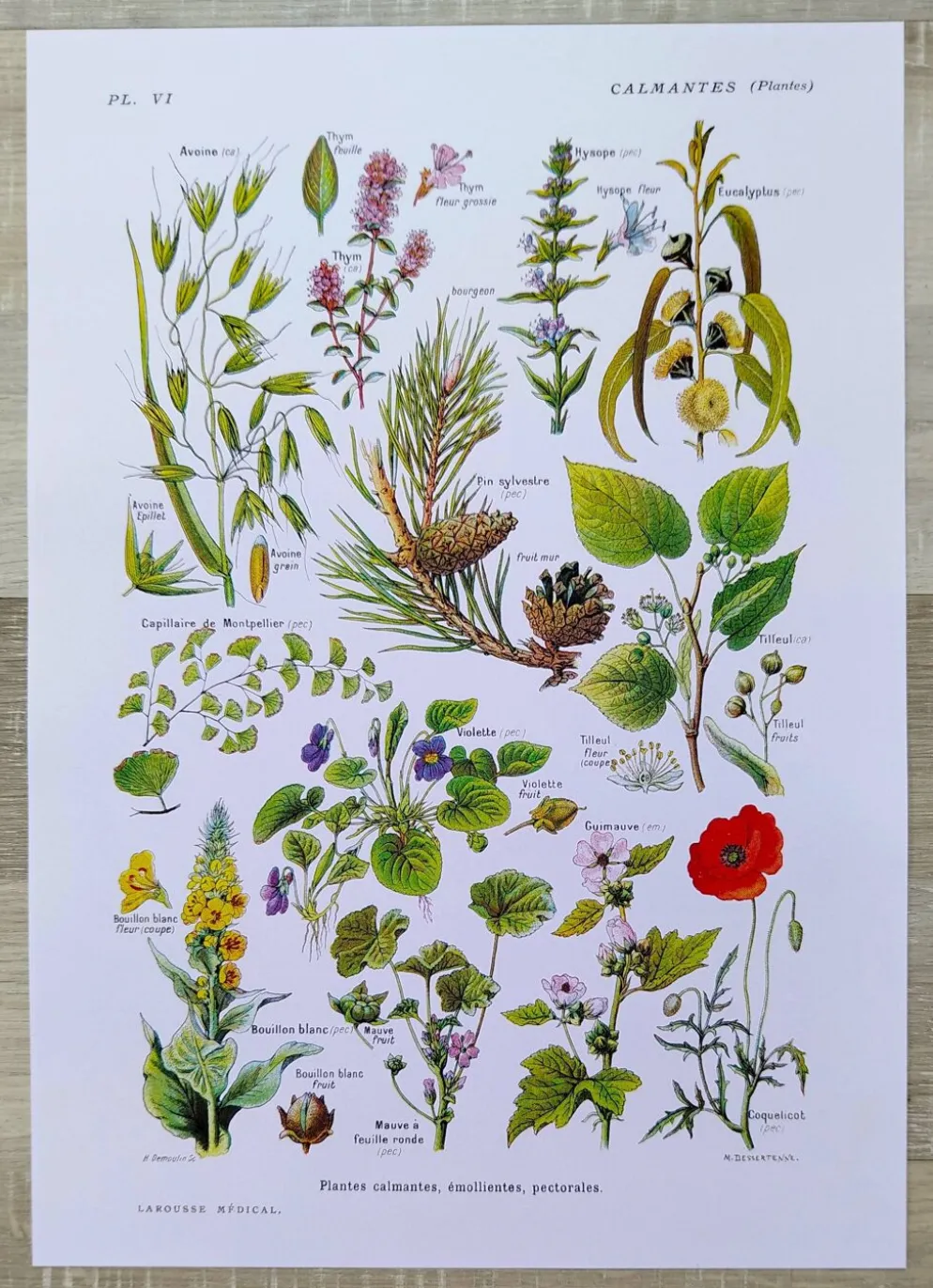 Affiche sur les plantes calmantes, d'après une lithographie de 1928