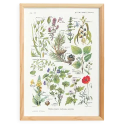 Affiche sur les plantes calmantes, d'après une lithographie de 1928