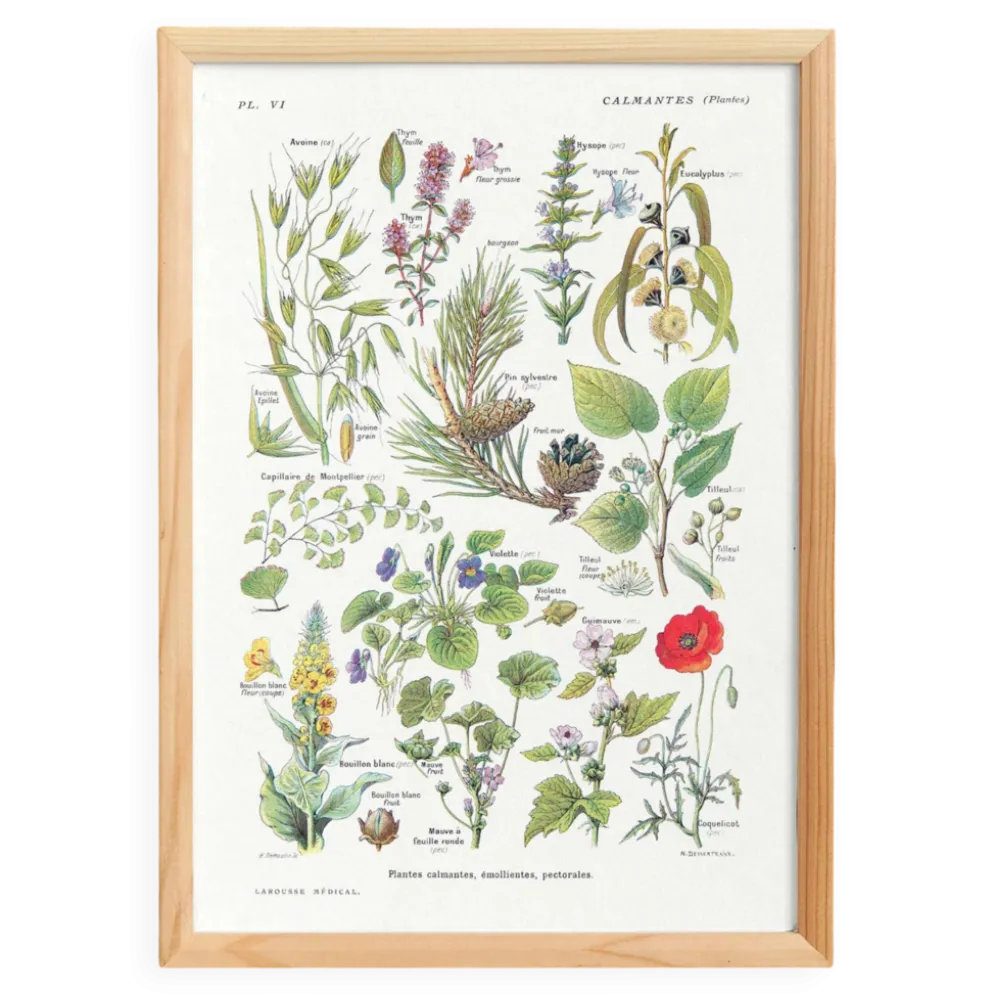 Affiche sur les plantes calmantes, d'après une lithographie de 1928