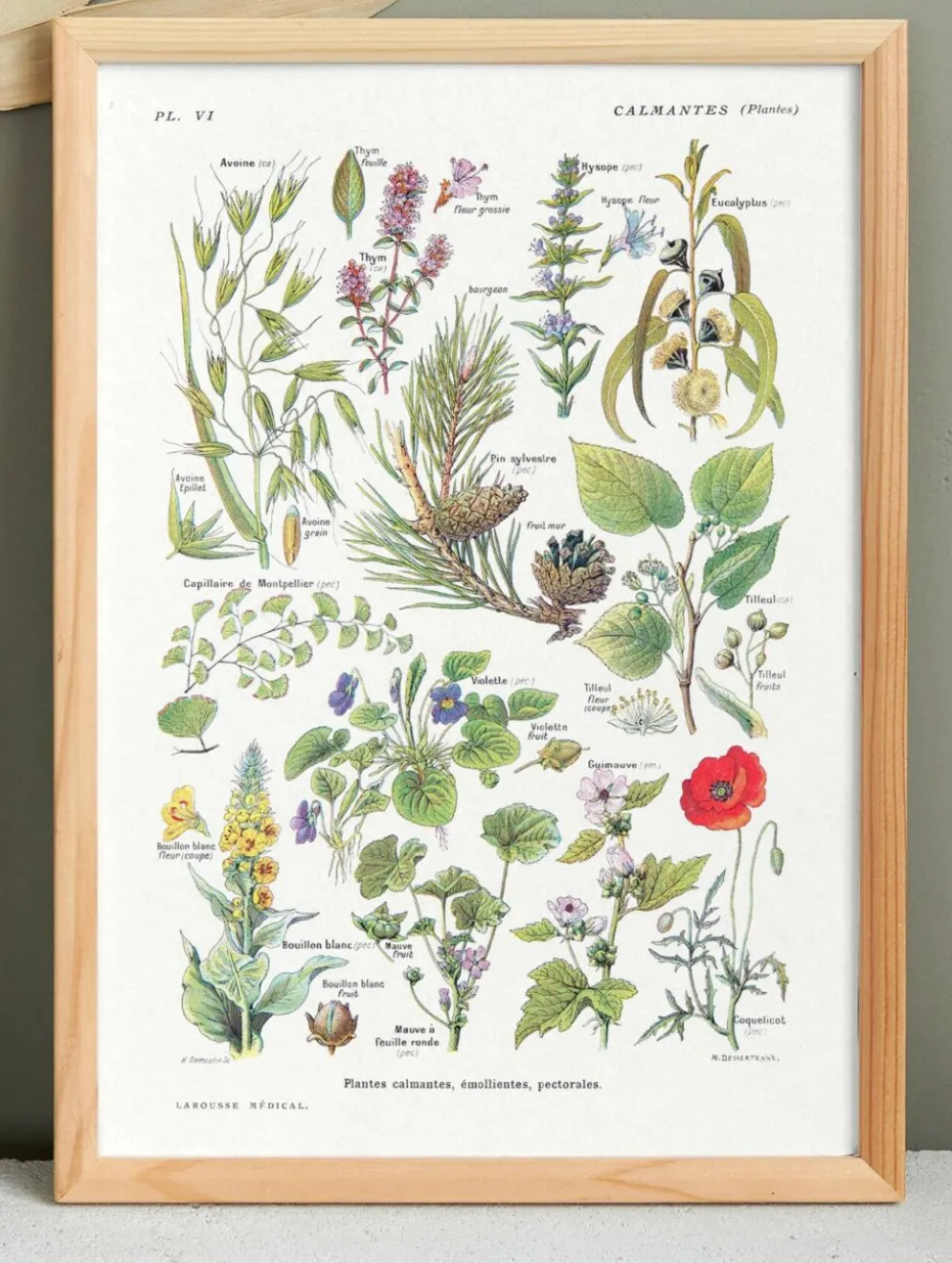 Affiche sur les plantes calmantes, d'après une lithographie de 1928