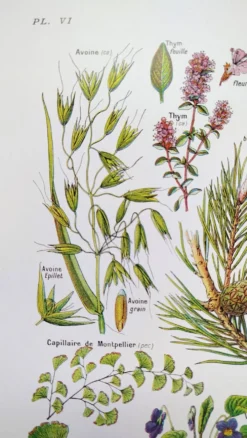 Affiche sur les plantes calmantes, d'après une lithographie de 1928