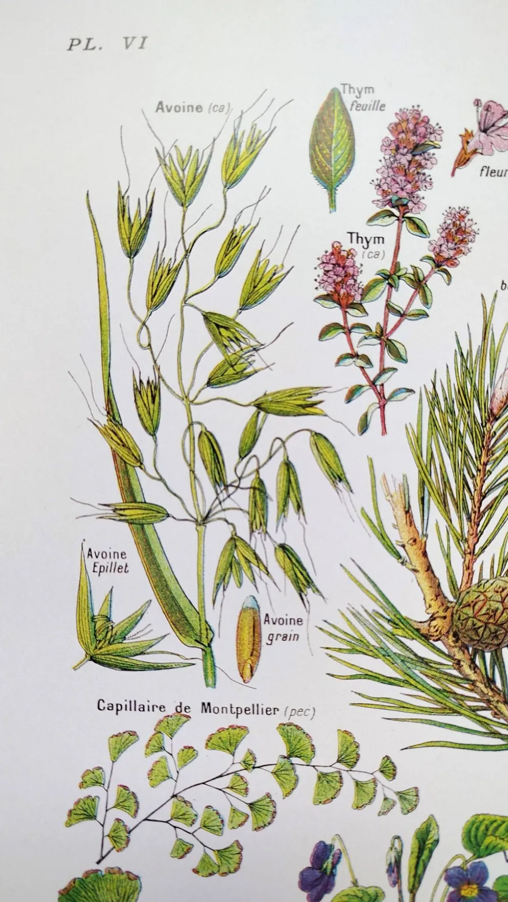 Affiche sur les plantes calmantes, d'après une lithographie de 1928