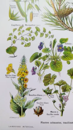 Affiche sur les plantes calmantes, d'après une lithographie de 1928