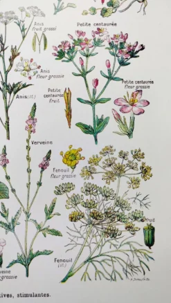 Affiche sur les plantes digestives, d'après une lithographie de 1928
