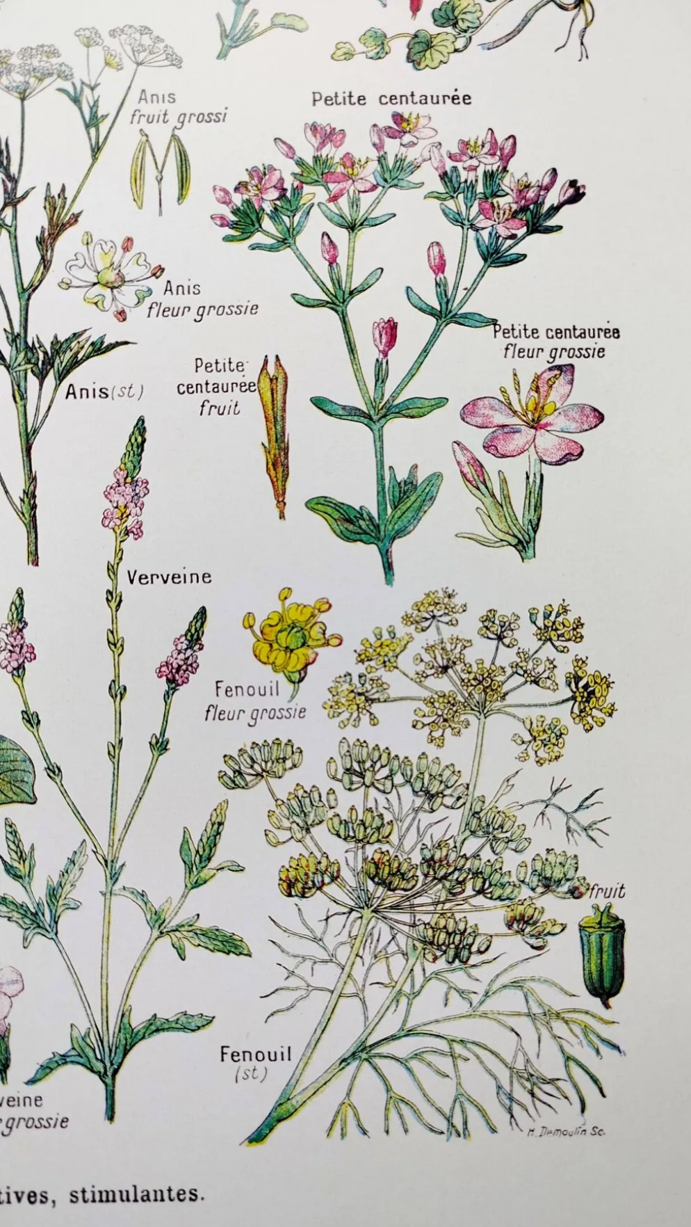 Affiche sur les plantes digestives, d'après une lithographie de 1928
