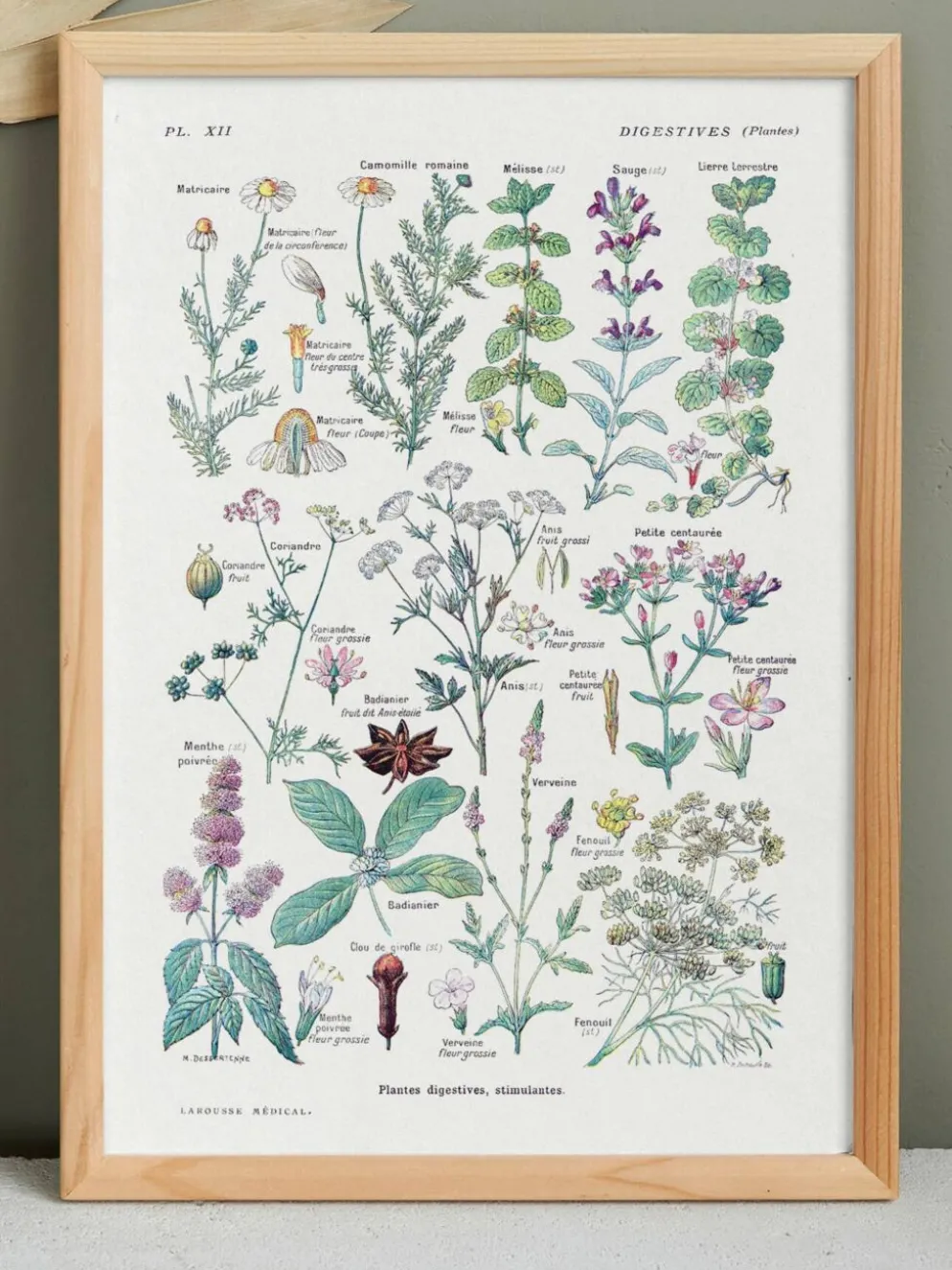Affiche sur les plantes digestives, d'après une lithographie de 1928