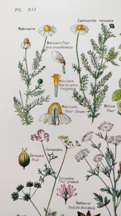 Affiche sur les plantes digestives, d'après une lithographie de 1928