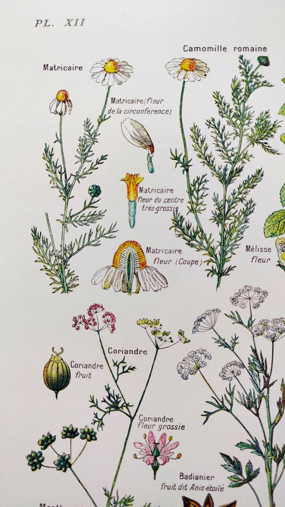 Affiche sur les plantes digestives, d'après une lithographie de 1928