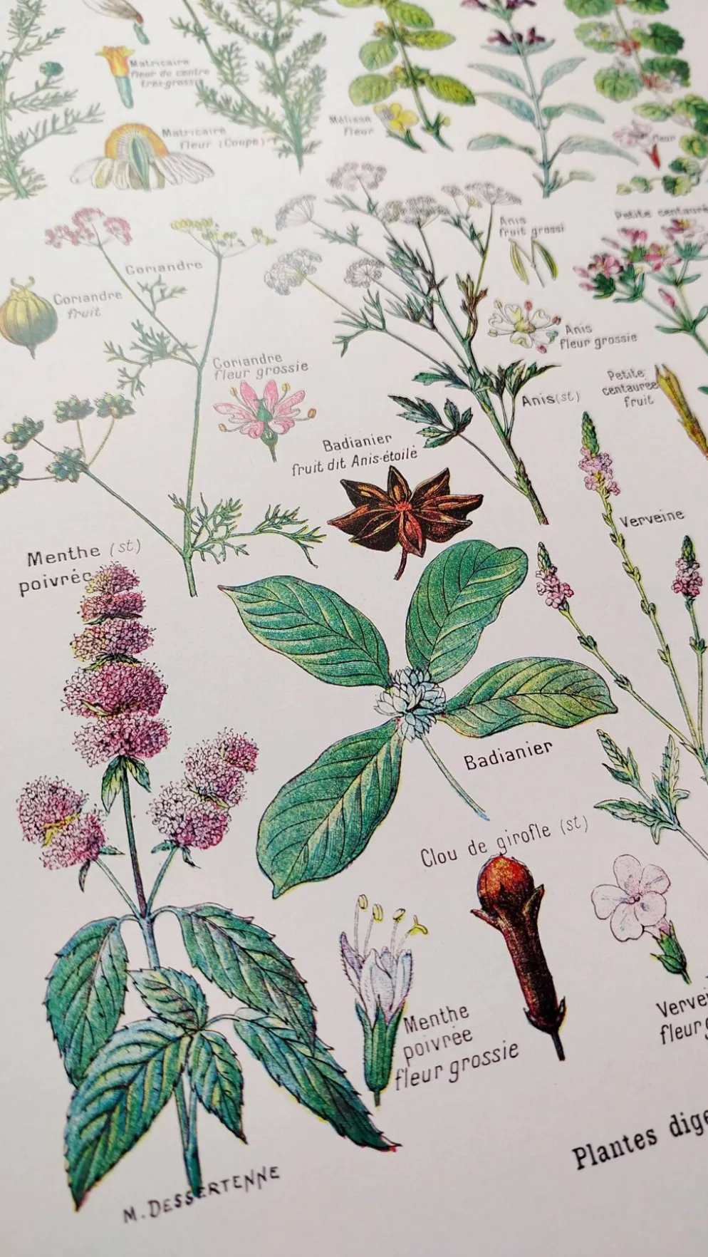 Affiche sur les plantes digestives, d'après une lithographie de 1928