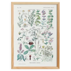 Affiche sur les plantes digestives, d'après une lithographie de 1928