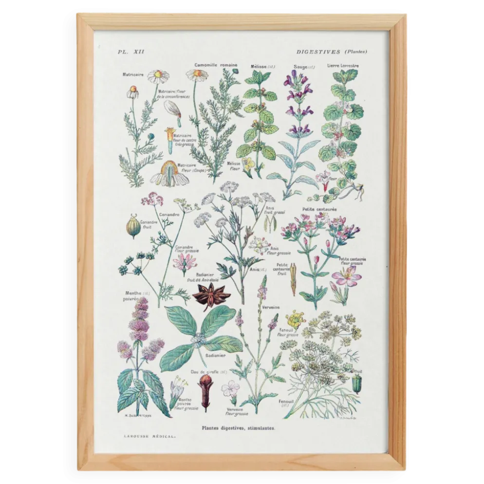 Affiche sur les plantes digestives, d'après une lithographie de 1928
