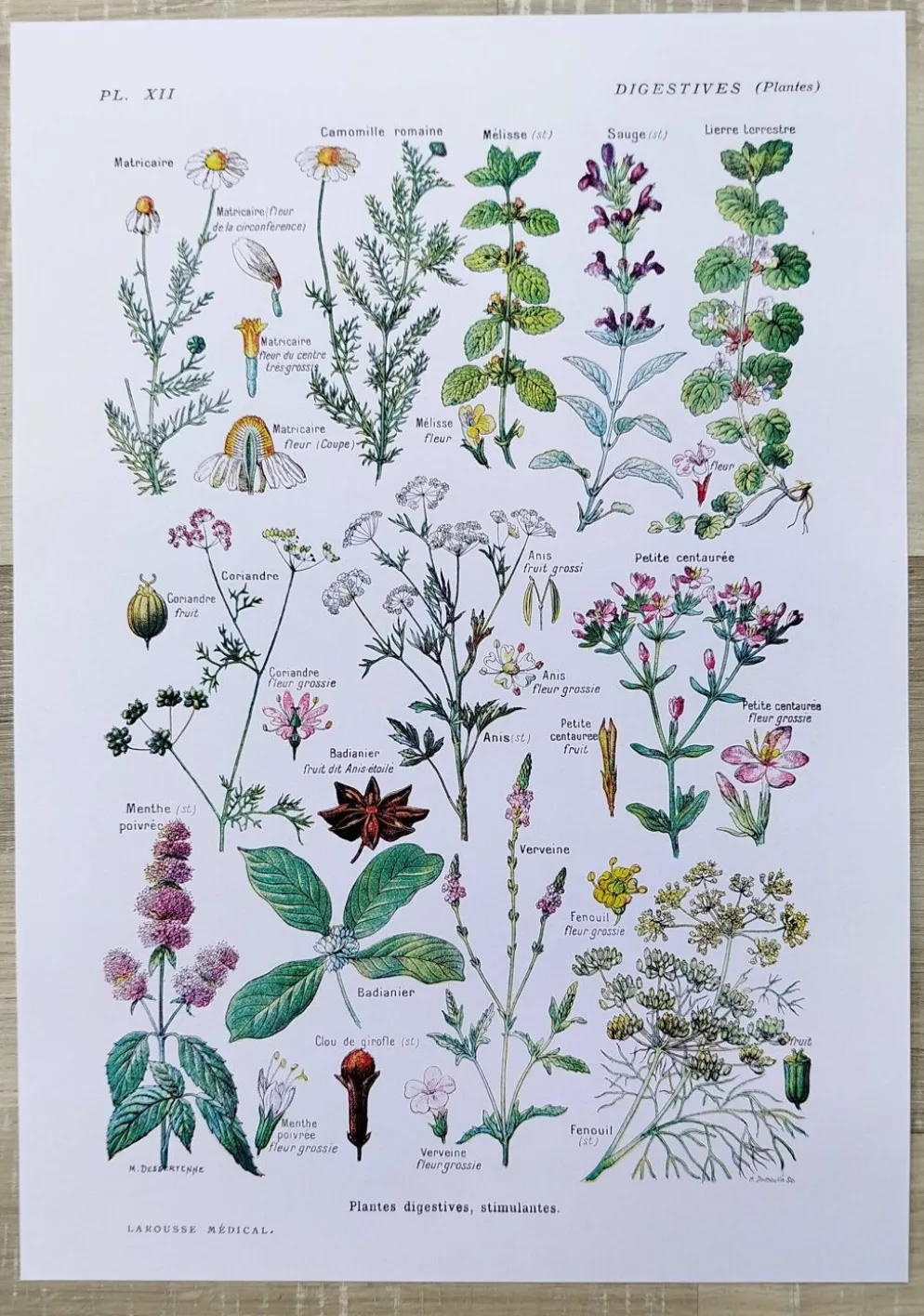 Affiche sur les plantes digestives, d'après une lithographie de 1928