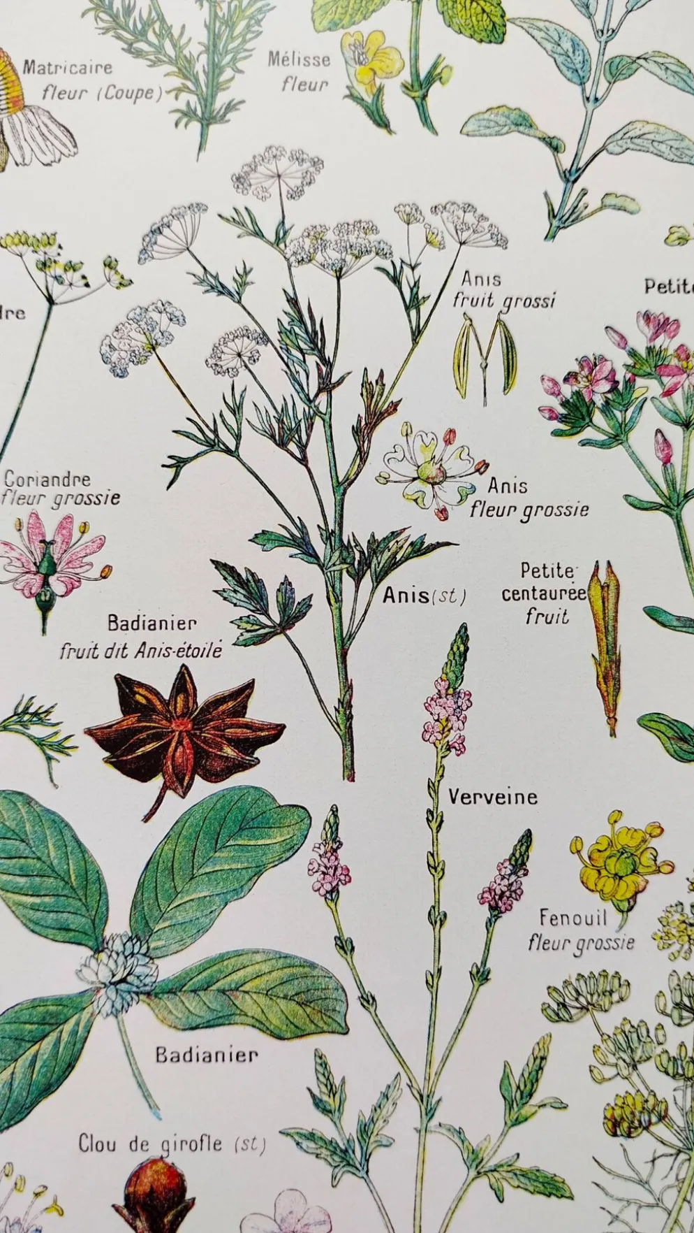 Affiche sur les plantes digestives, d'après une lithographie de 1928