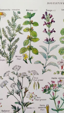 Affiche sur les plantes digestives, d'après une lithographie de 1928