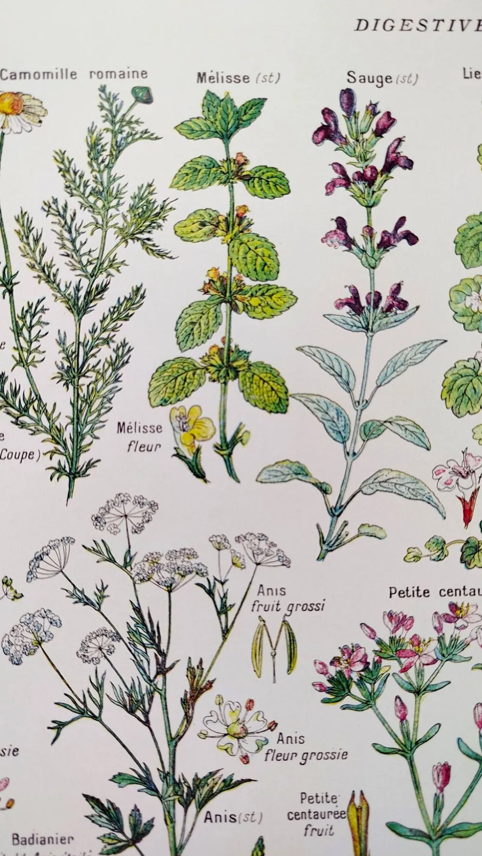Affiche sur les plantes digestives, d'après une lithographie de 1928
