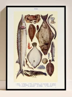 Affiche sur les poissons, d’après une lithographie ancienne de 1923.