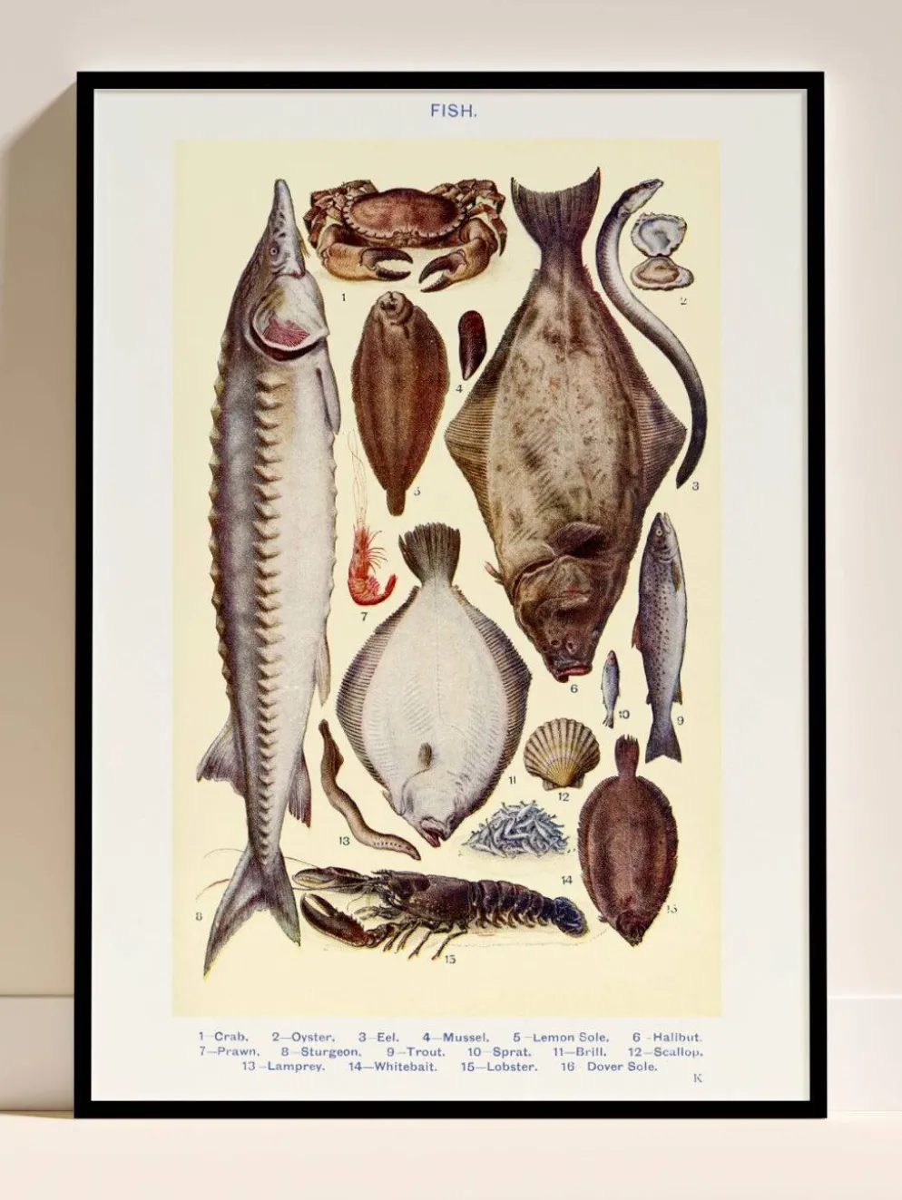 Affiche sur les poissons, d’après une lithographie ancienne de 1923.