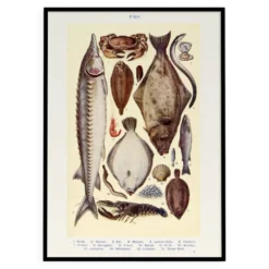 Affiche sur les poissons, d’après une lithographie ancienne de 1923.