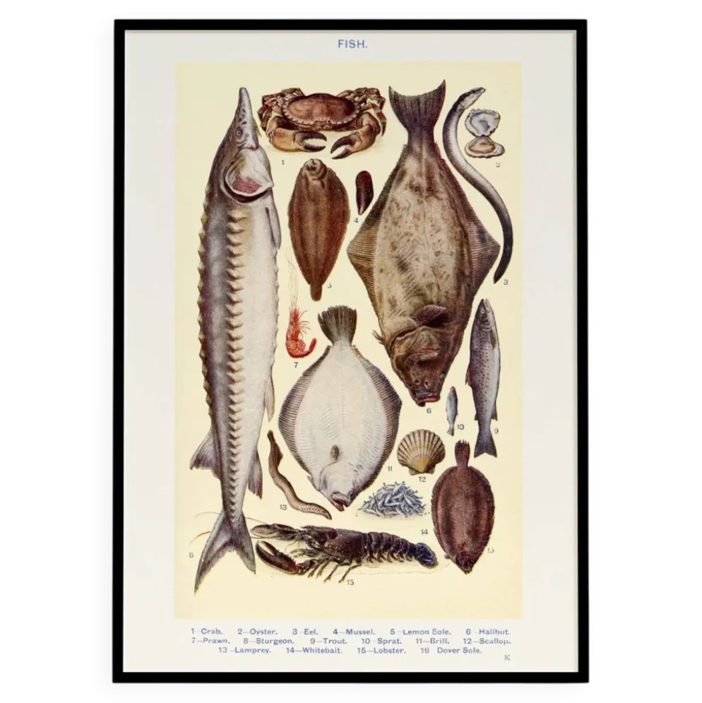 Affiche sur les poissons, d’après une lithographie ancienne de 1923.