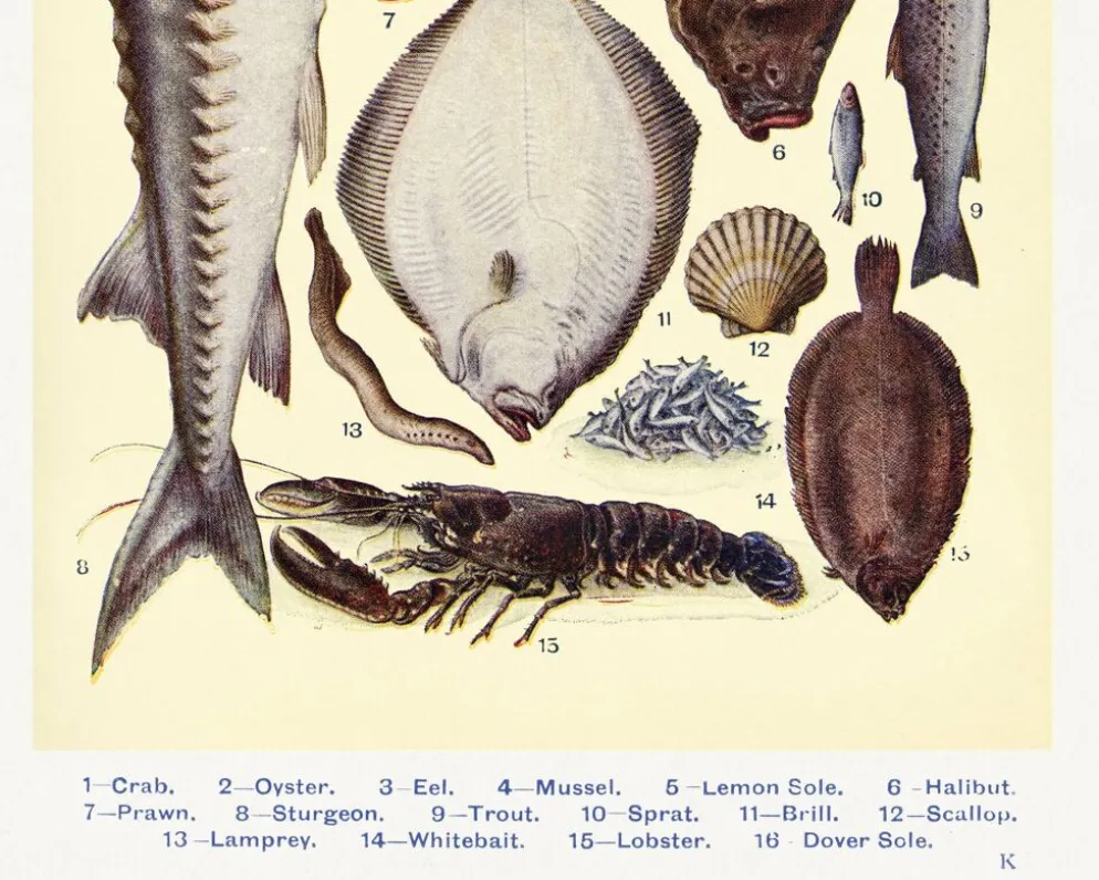 Affiche sur les poissons, d’après une lithographie ancienne de 1923.