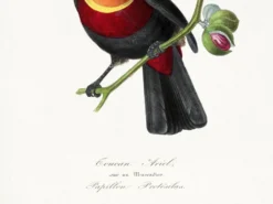 Affiche sur le toucan, d'après une gravure ancienne de 1842.